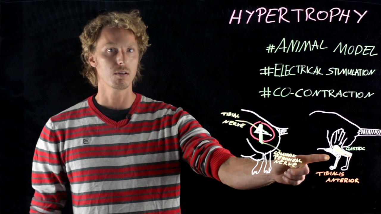 Martin Schmoll on muscle Hypertrophy