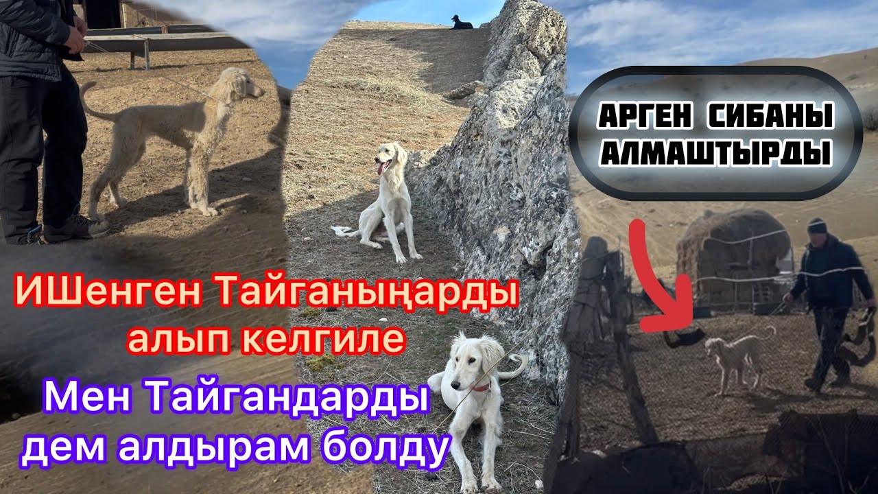 #ТАЙГАН САЛЫШ АЗАРТ БОЛО БАШТАДЫГО😅🤦‍♂️