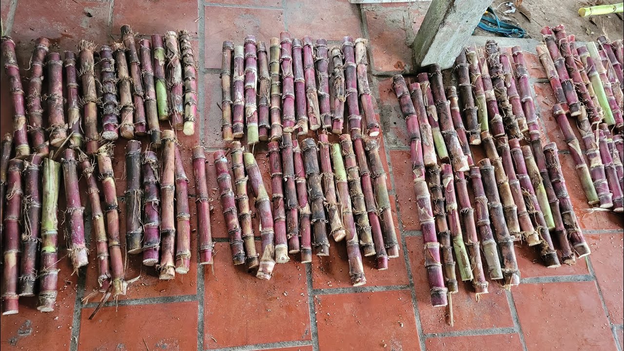 Quá trình gởi Mía