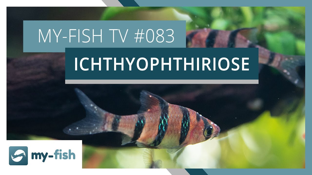 Weißpünktchenkrankheit im Aquarium bekämpfen | my-fish TV #083