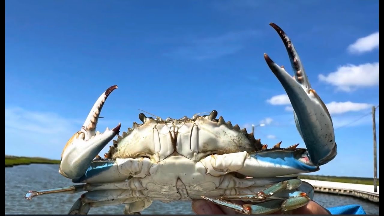 Crabbing - Little Egg Harbor, NJ