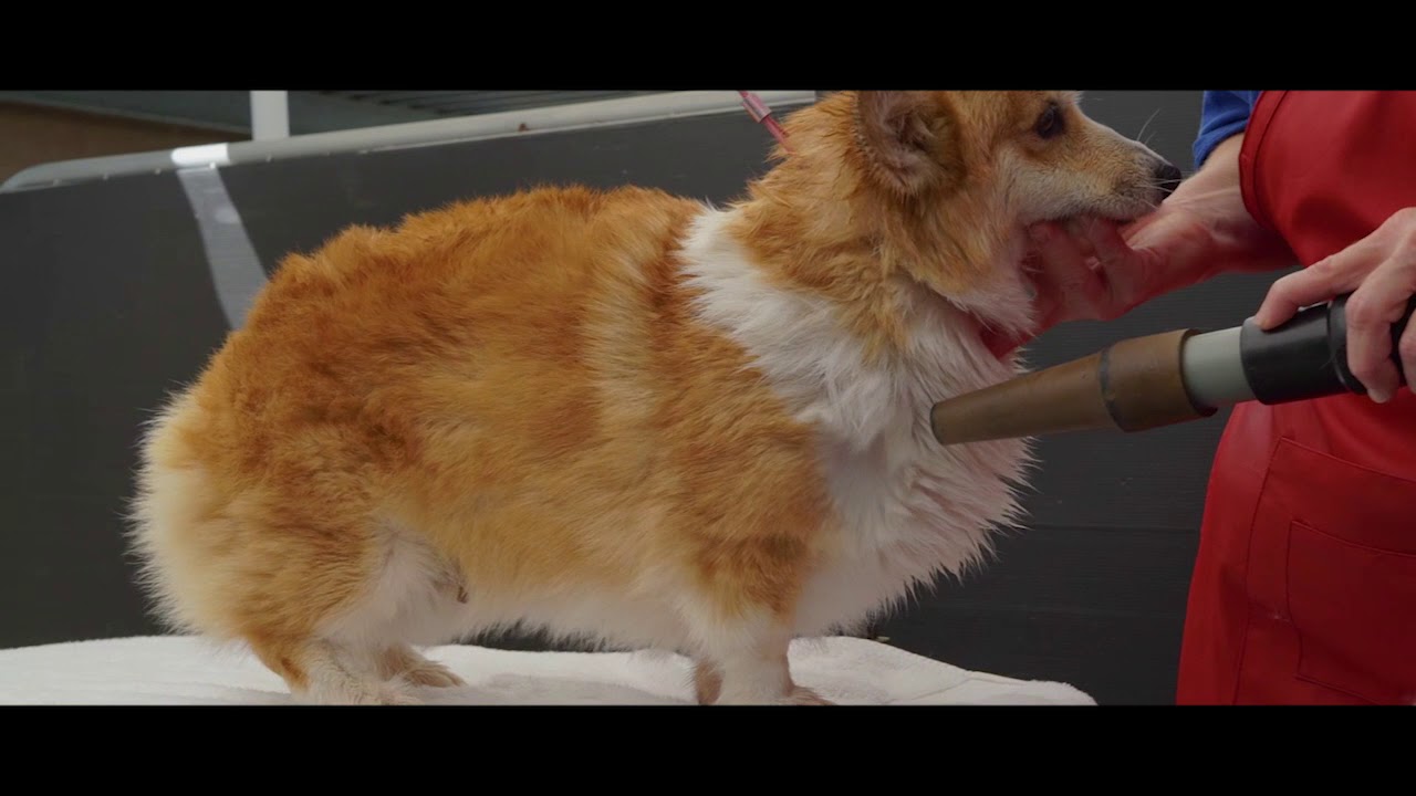 Grooming a Corgi