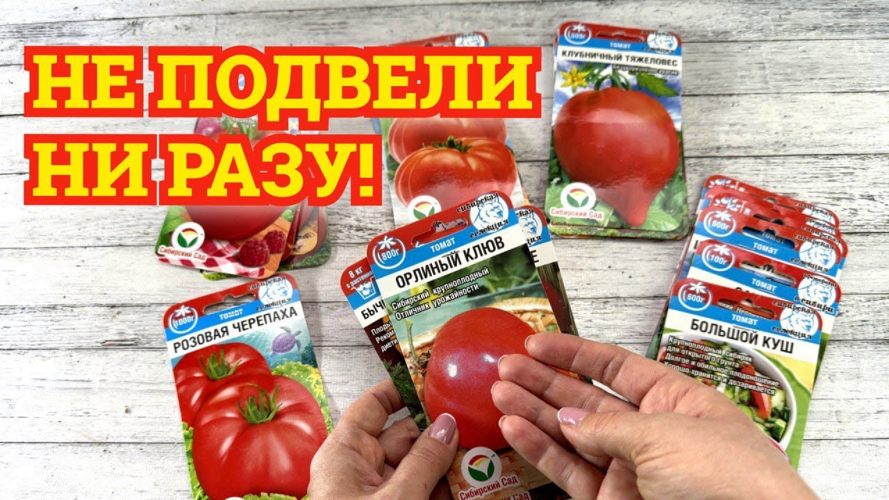 Надёжные томаты, которые не подводят. Проверенные сорта от Сибирского сада