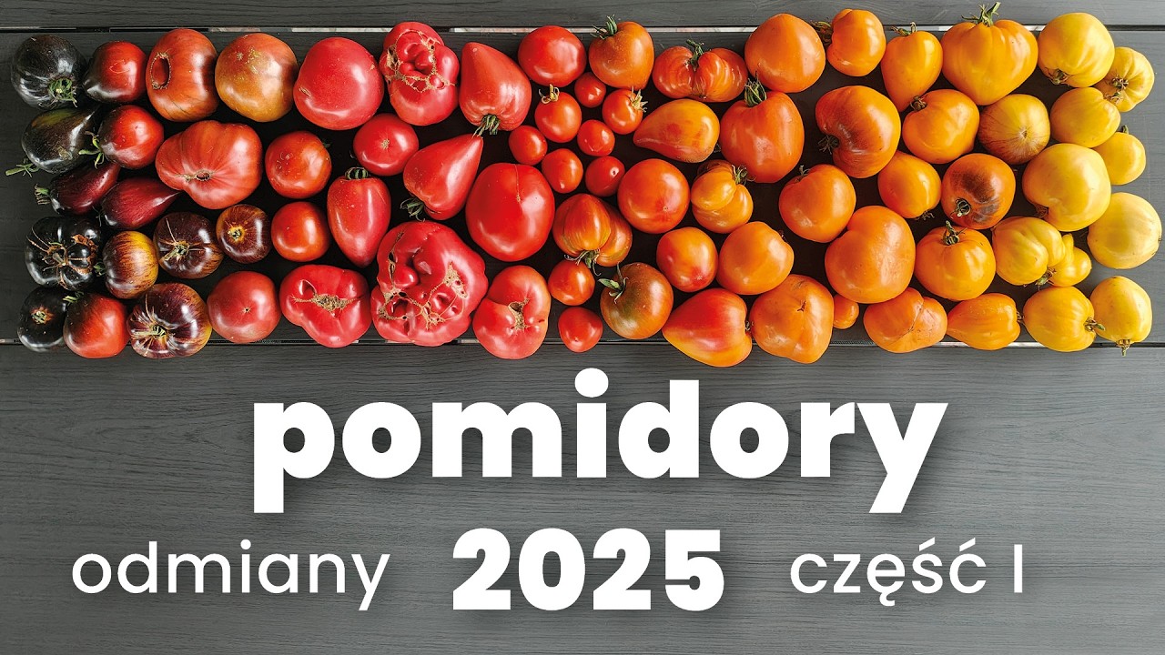 Pomidory – odmiany w 2025. Część 1