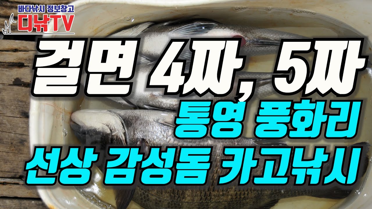 5짜를 수면에 띄워놓고 눈 뜨고 놓치다니... 걸면 4찌 5짜 통영 풍화리 선상 감성돔 카고낚시 [디낚TV]