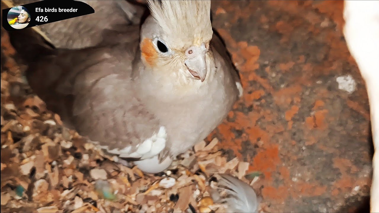 Satisfying Birds Video | Birds Sounds | birds breeding process @efabirds