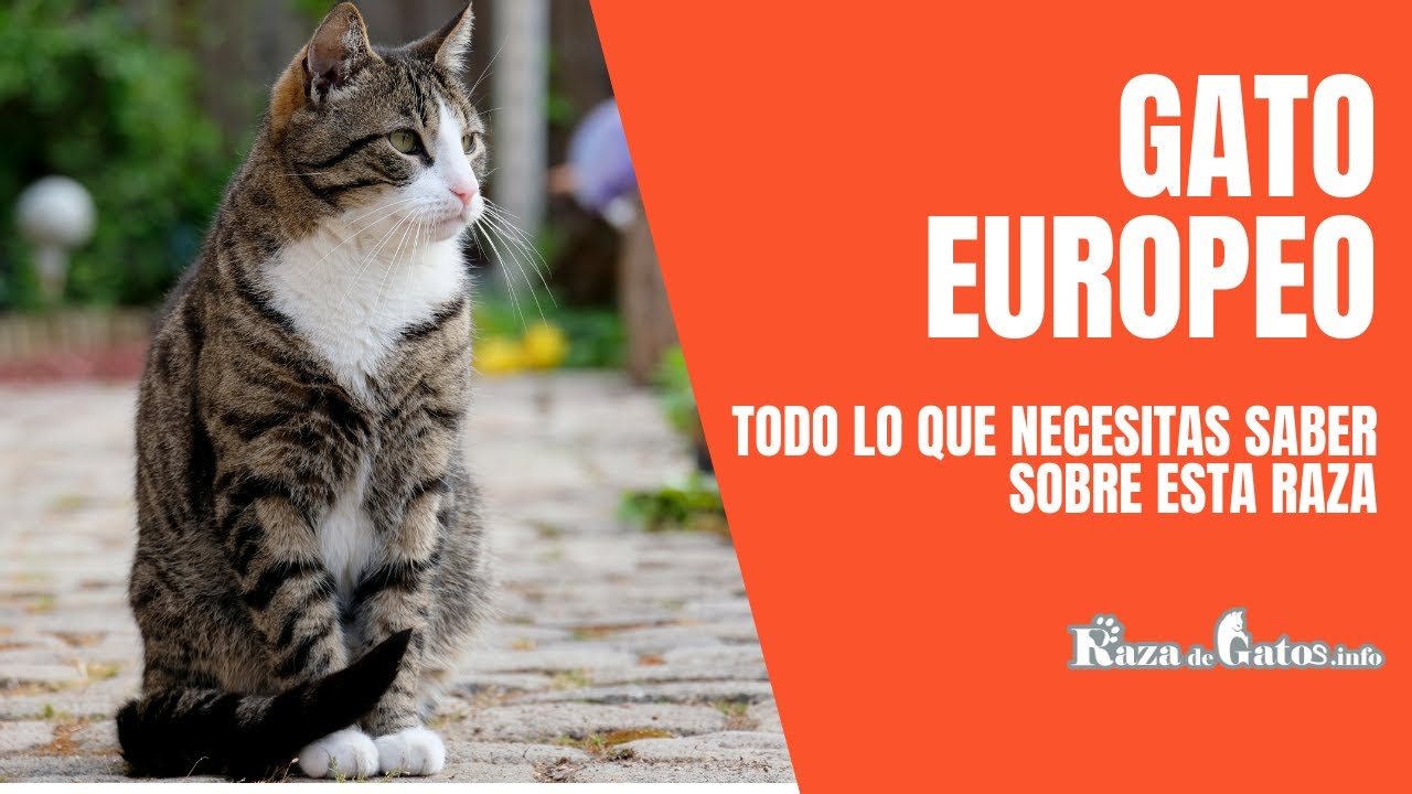 El Gato Europeo com&uacute;n 💗 Caracter&iacute;sticas de la raza