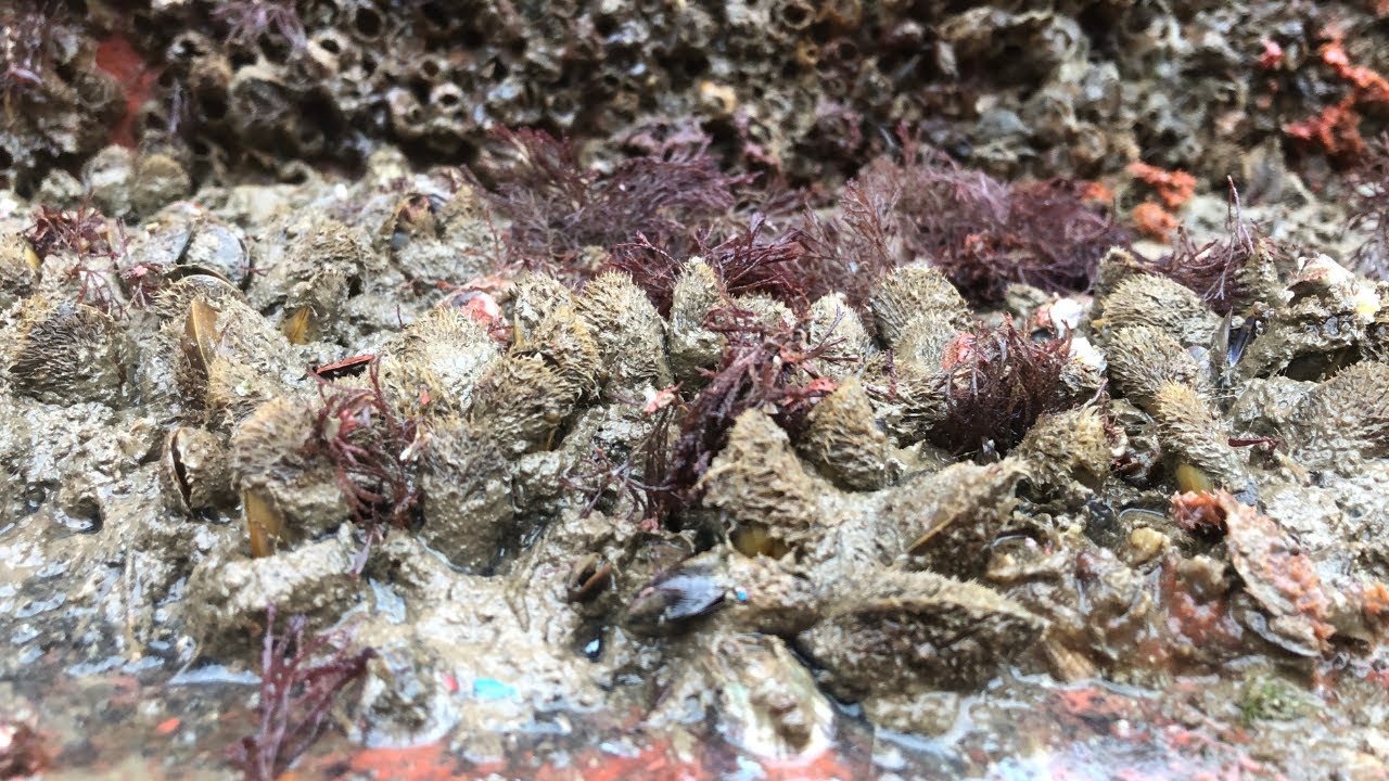 Barnacles Removal ASMR No Talking – Why Is This So Satisfying?