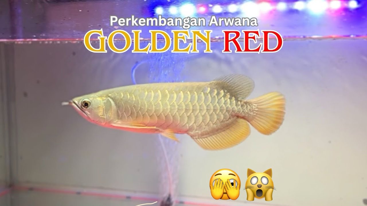 Semakin Berkilau Guys !! 🙀