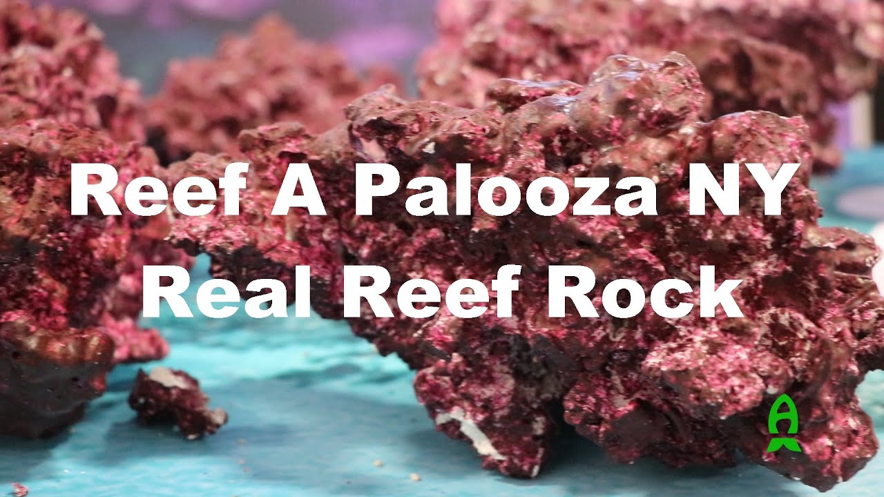 Reef A Palooza New York 2021  : Real Reef Rock.