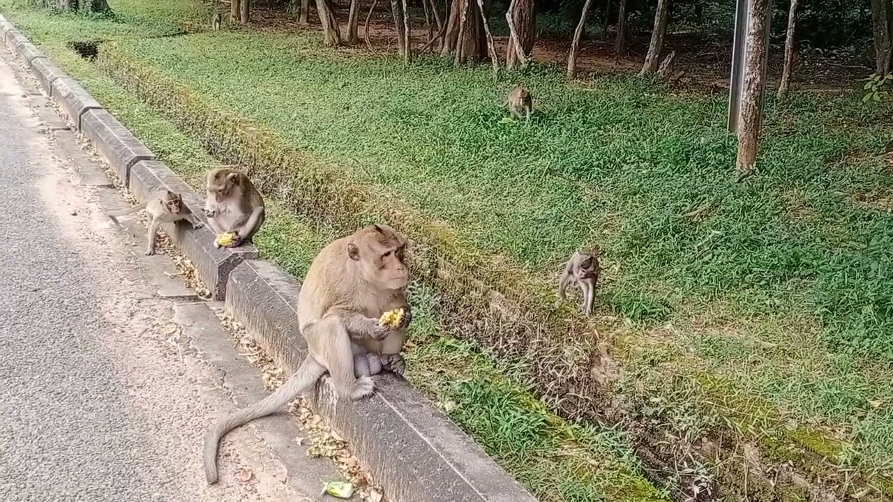 Monkey life around the temple