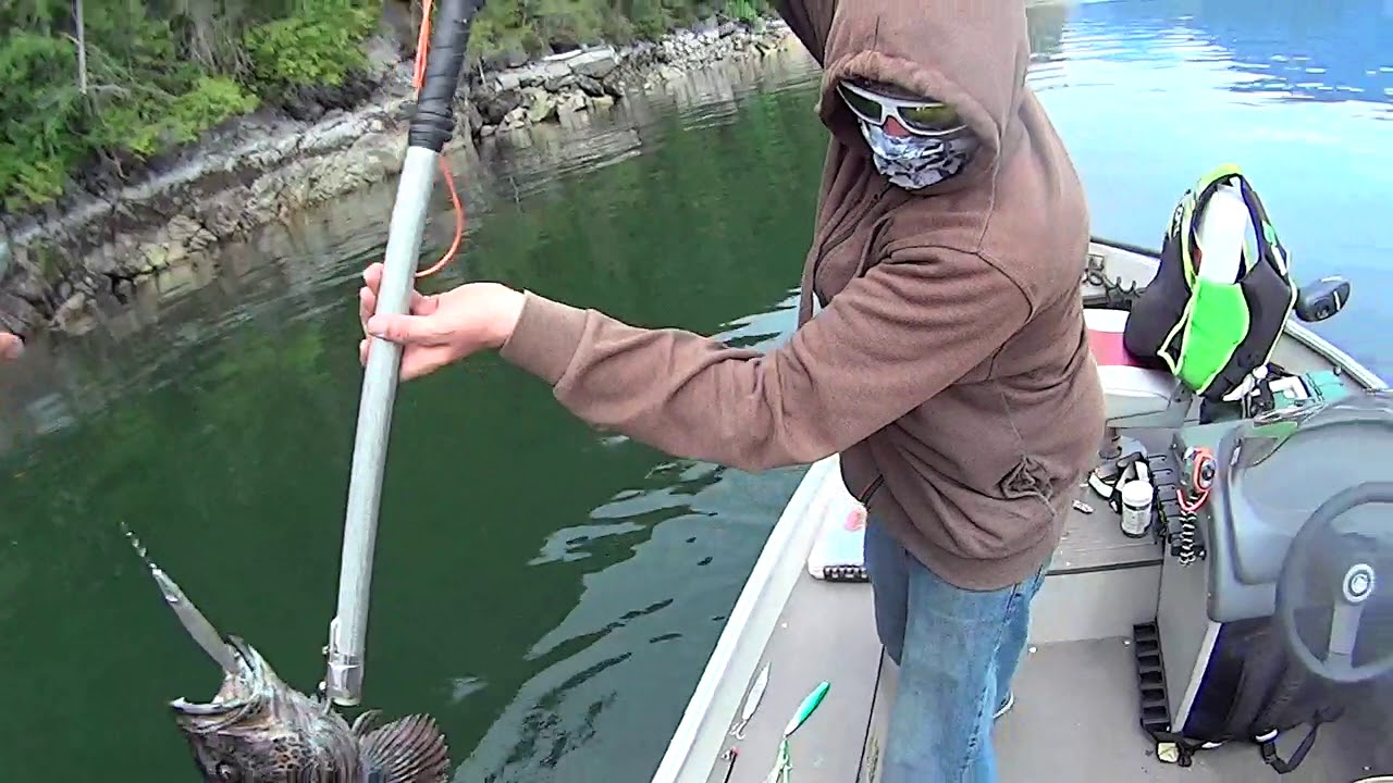 Lead-Free Fishing , Catching Lingcod in the Gulf islands BC Canada