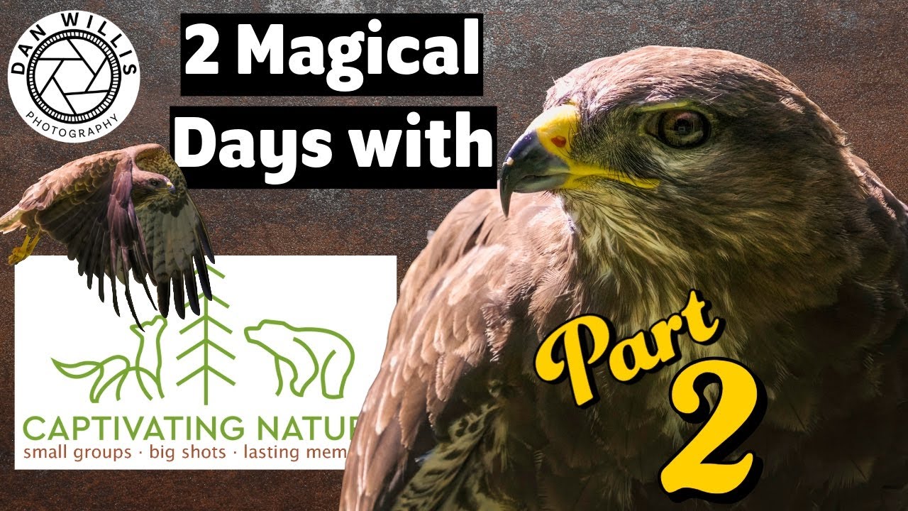 Барсуки, канюки, зайцы и сипухи — 2 дня на лоне захватывающей природы — Часть 2