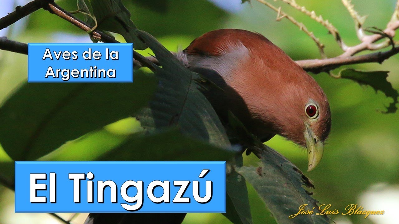 Tingazú, Squirrel Cuckoo, (Piaya cayana), Aves de la Argentina