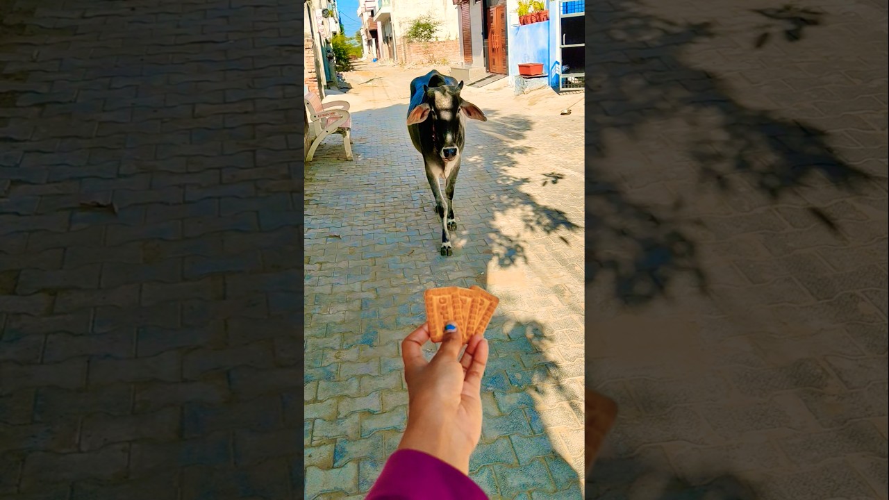 Unlikely friends: a Calf and a Golden Retriever Share Biscuits! 🐶🐮 