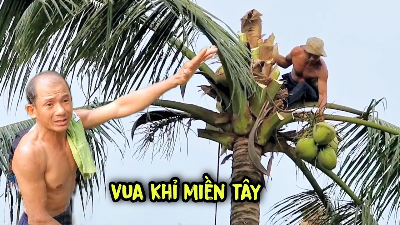 Vua Khỉ Trở Lại! Chủ Nhà Lo Lắng Cầu Cứu Vua Khỉ Cưa Giúp Những Cây Dừa Ở Vị Trí Khó