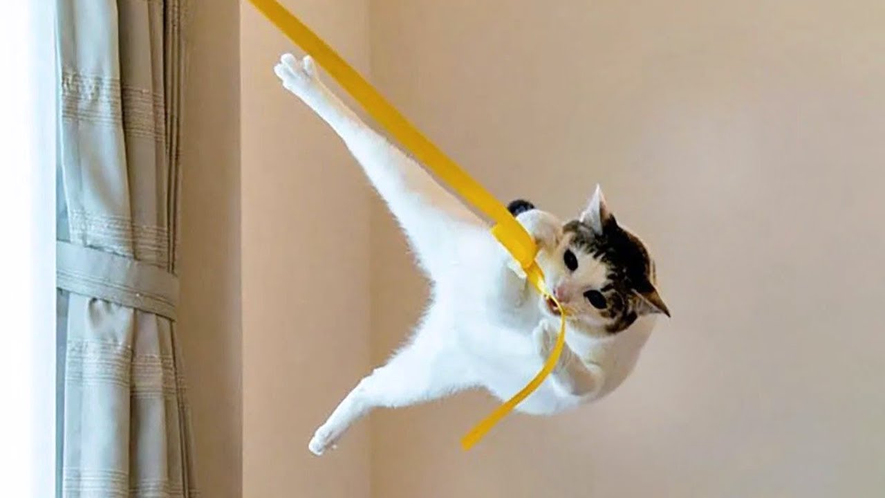 New Funniest Cats Clips 2025😼Try Not To Laugh😜 #65