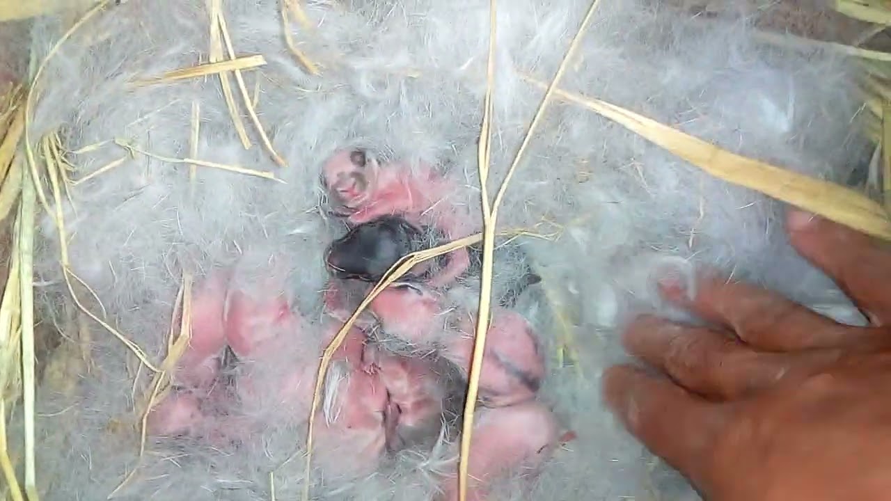 الاءرنبه الشنشلا ولدت ارانب كتير يلا نشوف مع بعض