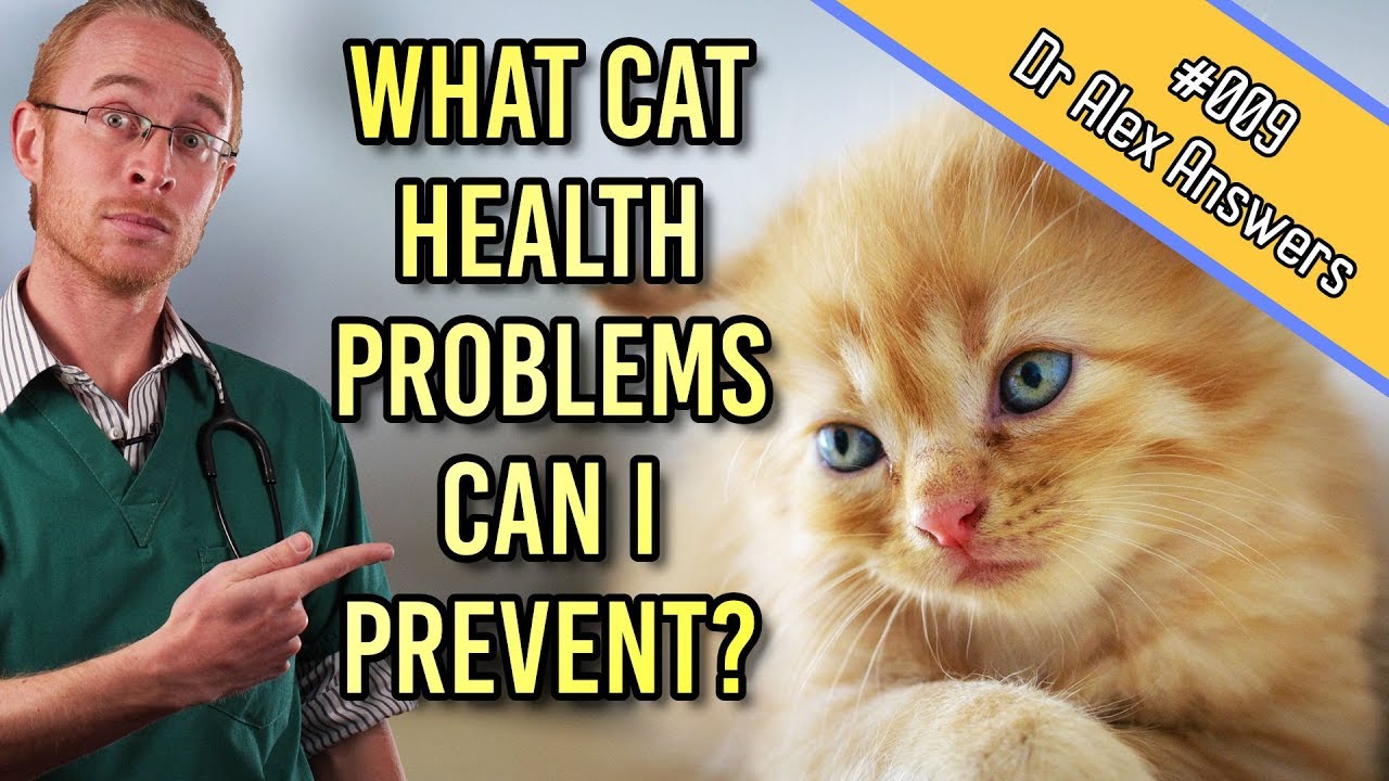 Kitten Health Problems (and how to avoid them)! - Cat Health Vet Advice