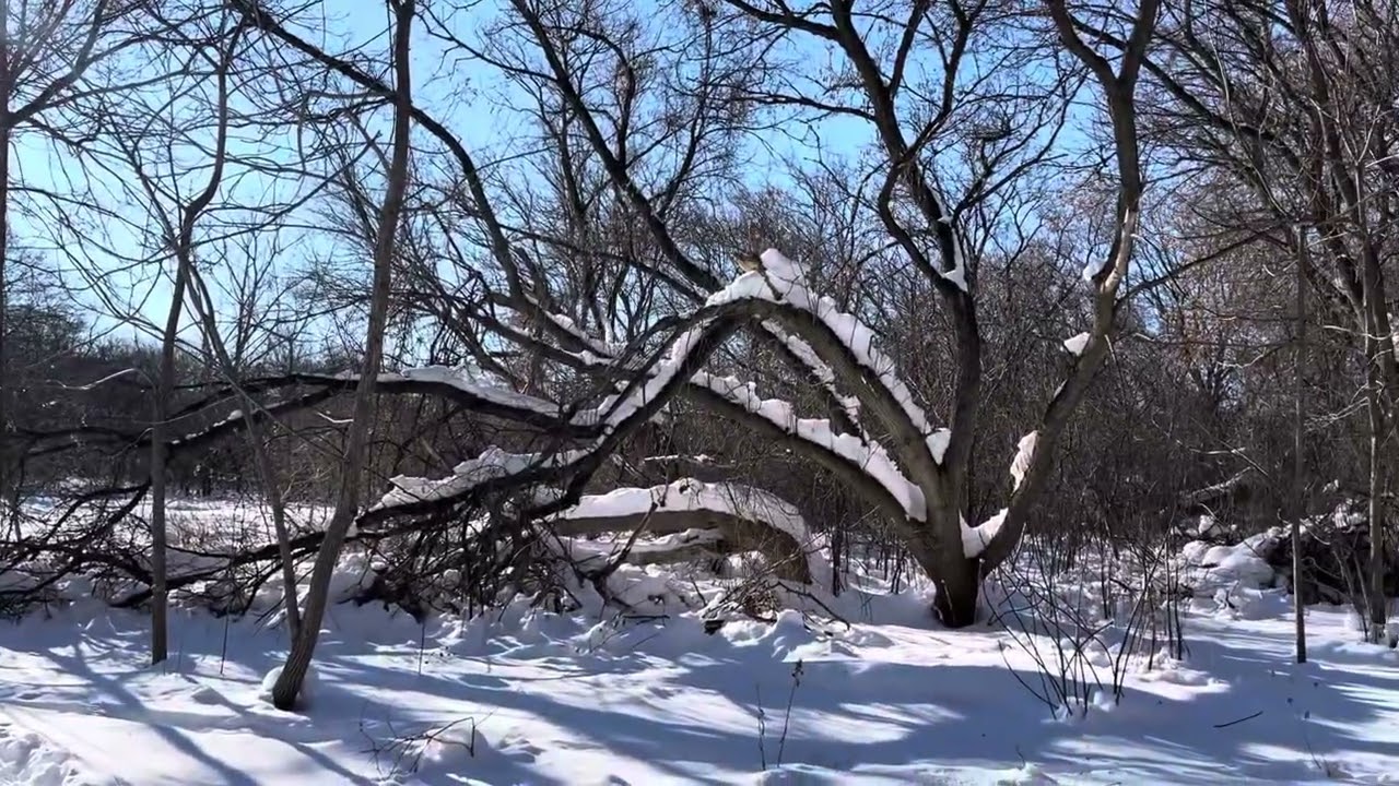 Walk on the frozen lake 