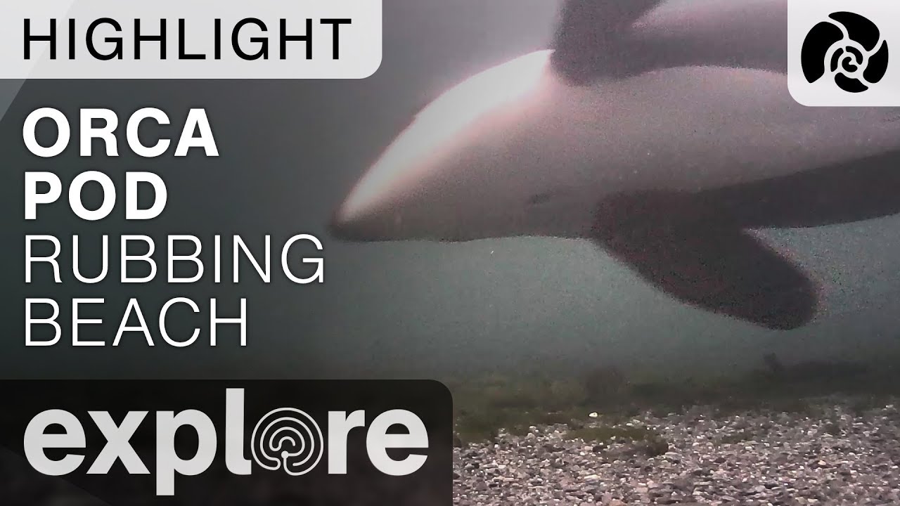 Orca Pod Swims By - Orca Lab - Live Cam Highlight