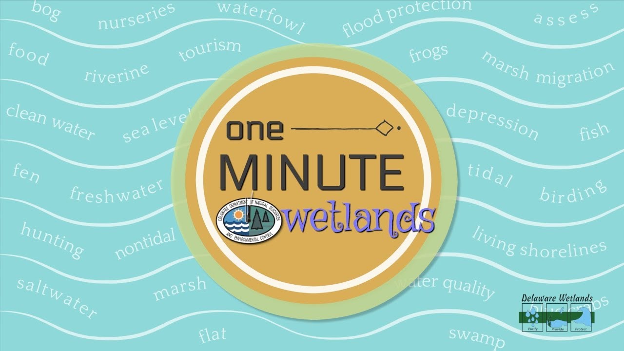 One Minute Wetlands - Salt Marshes