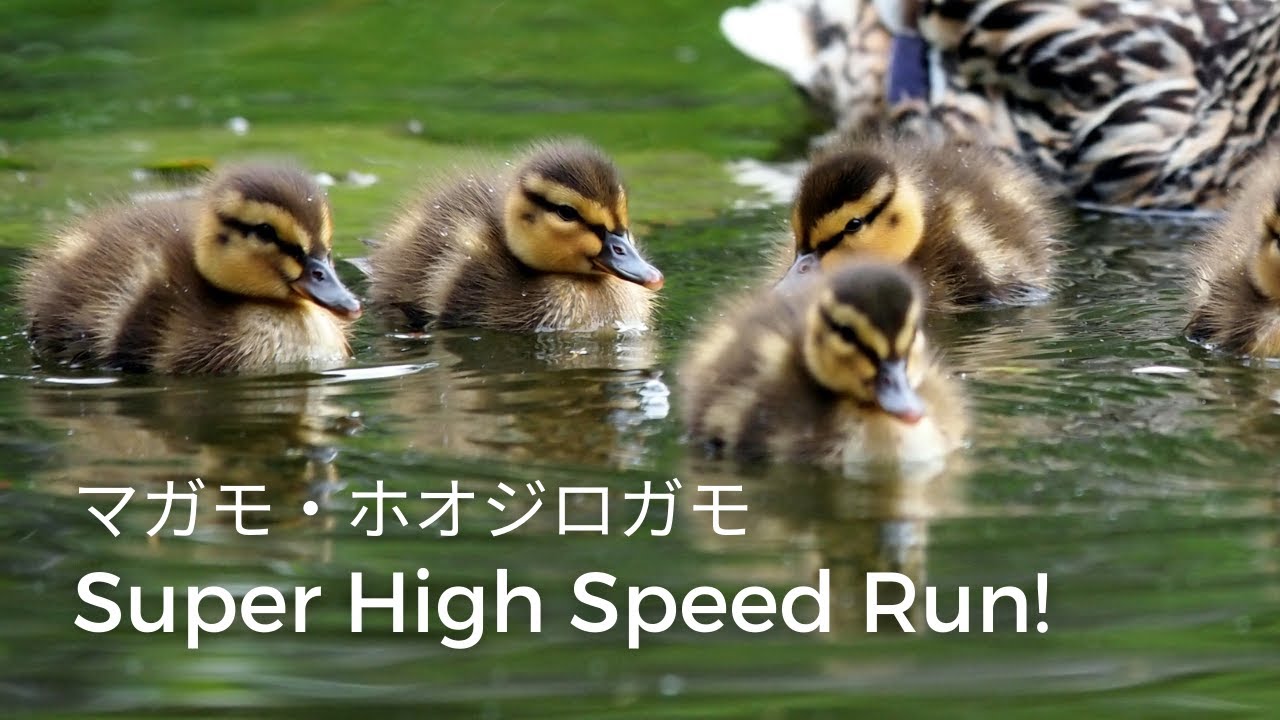 Mama Protects Cute Ducklings! Super High Speed Run! Common Goldeneyes + Mallards【カナダドキュメンタリー 日本語字幕】