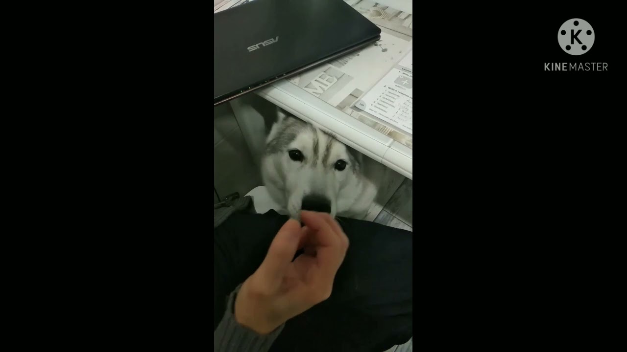 Хаски ест арбуз 🍉 виноград брокколи,но только не корм 🐺😎