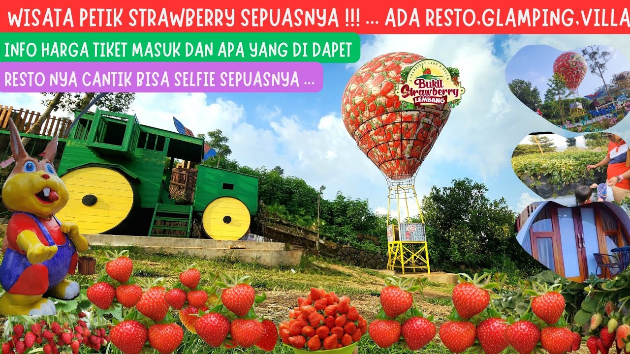 BUKIT STRAWBERRY LEMBANG‼️WISATA PETIK STRAWBERRY LEMBANG BANDUNG‼️HARGA TIKET PETIK STRAWBERRY