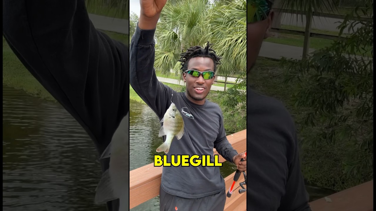 How To Catch A Bluegill (in under 30 seconds)