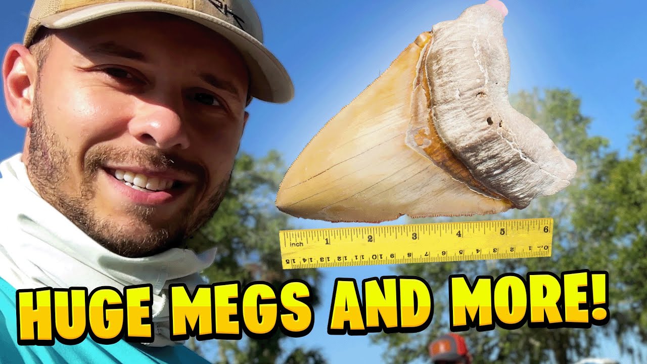 Dirt LOADED with Ancient Shark Teeth: Bone Valley Experience