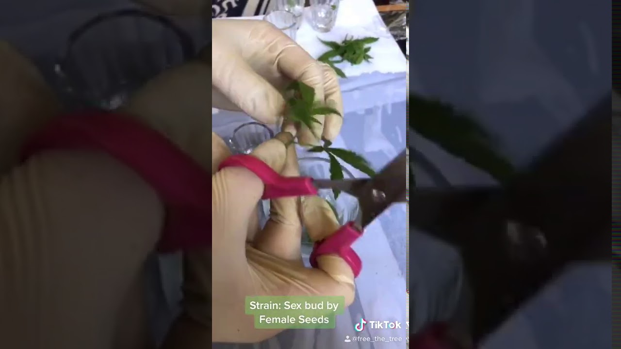 Cloning Cannabis - Easy steps to make cuttings organically