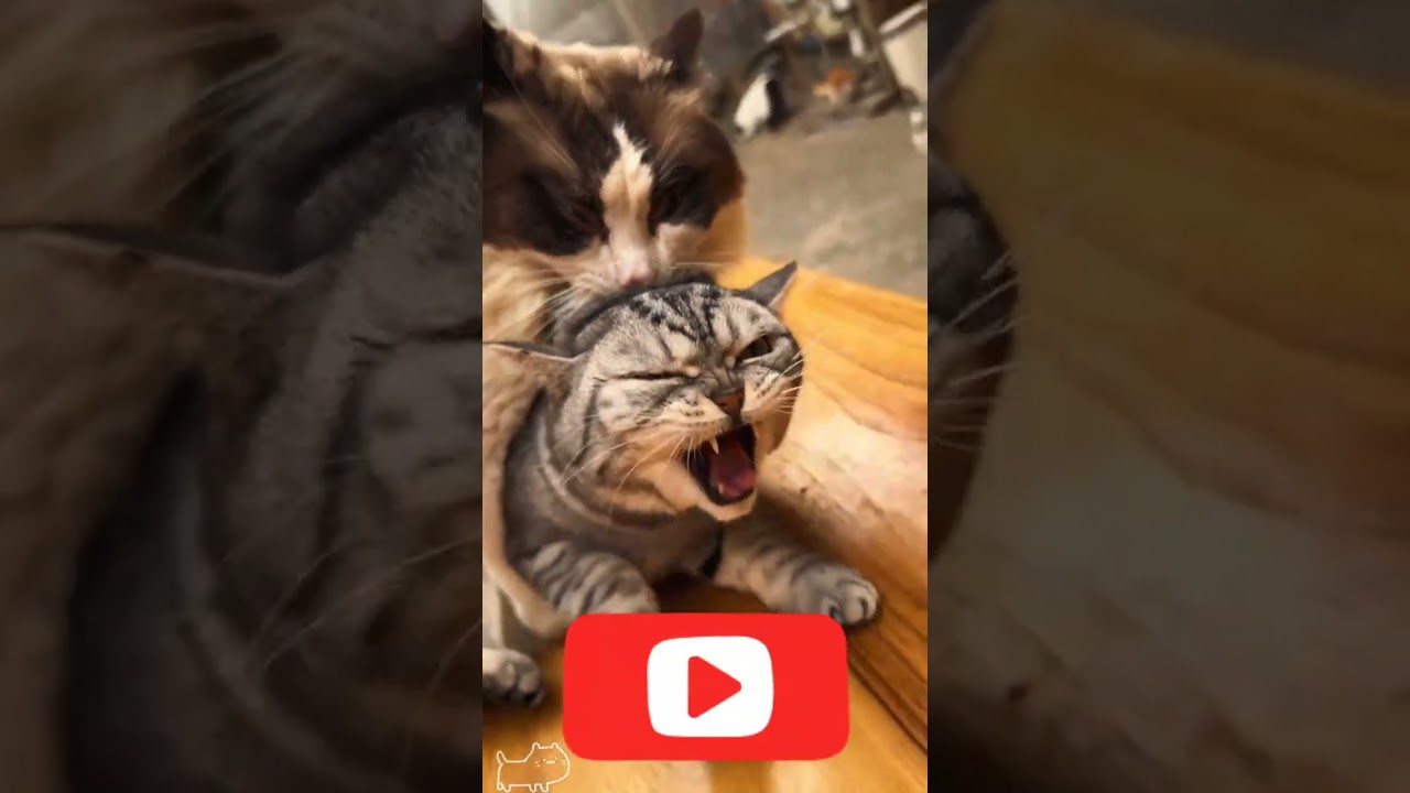 Cat fight without rules.