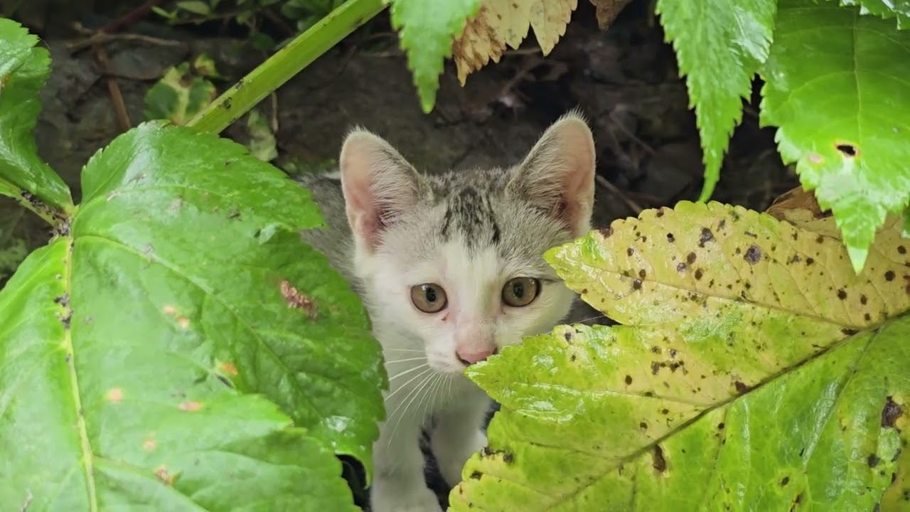 귀염둥이 고양이 