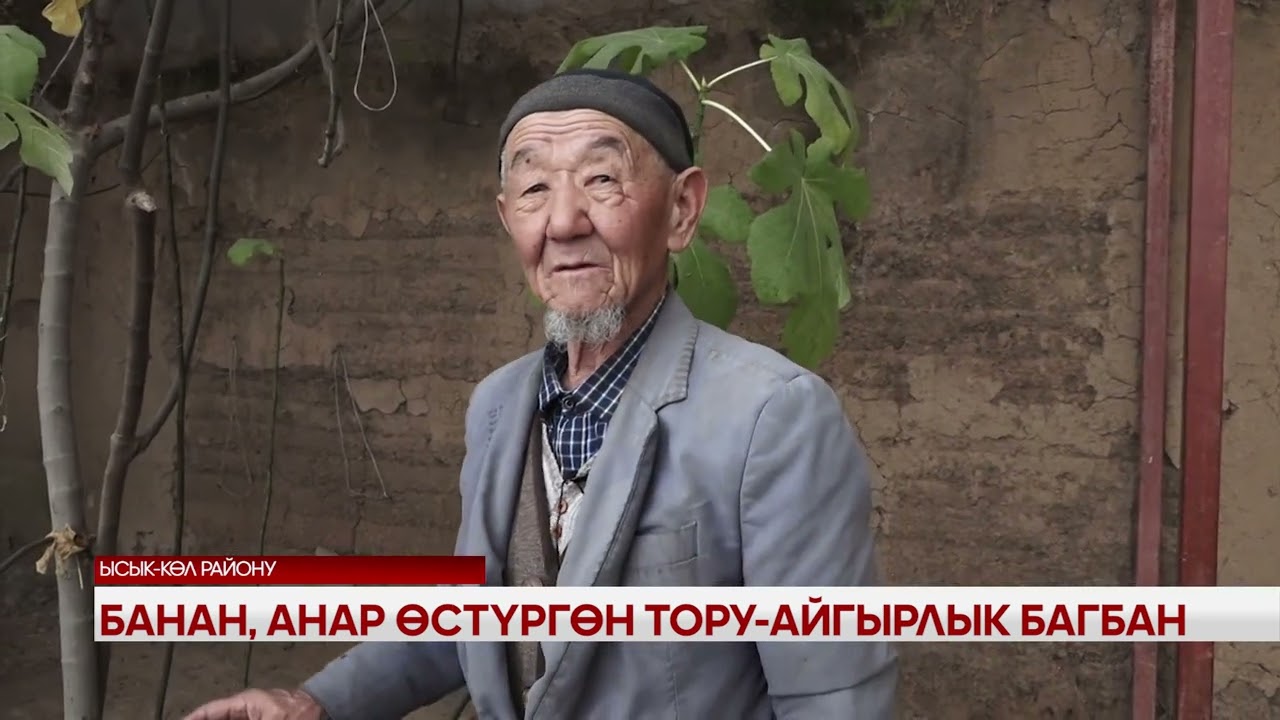 БАНАН, АНАР ӨСТҮРГӨН ТОРУ - АЙГЫРЛЫК БАГБАН