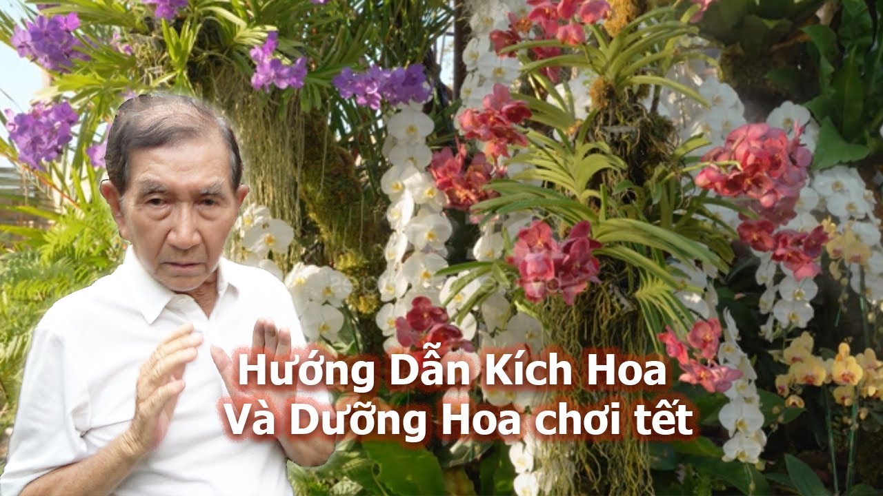 Thầy TÁM NGỌC Hướng dẫn Kích Hoa Và Dưỡng Hoa Chơi Tết | Chế Phẩm Kích Hoa NND