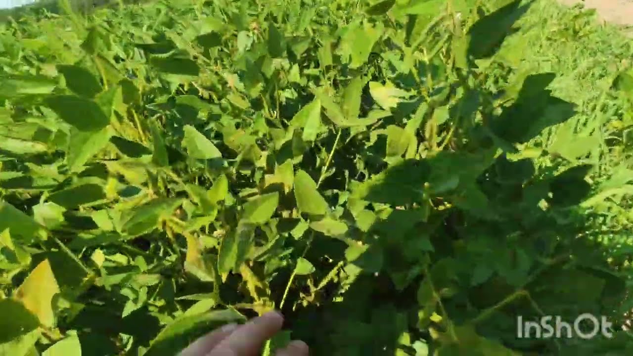 соя на вигляд 40ц❓80 стручків на рослині🔥🔥🔥🌾🚜 може таке бути ⁉️