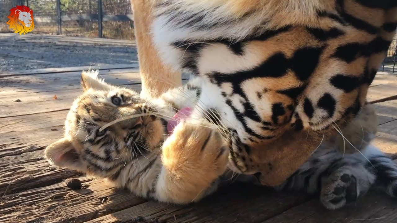 Тигрят изъять нельзя оставить. Тайган. Taigan. Tiger cubs and tigress