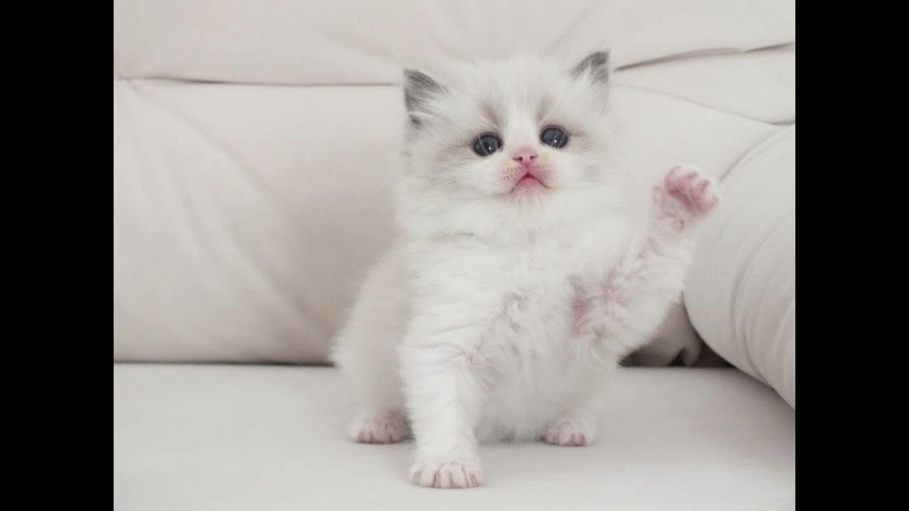 En güzel kedi sesi.😻I The most beautiful cat sound.😻