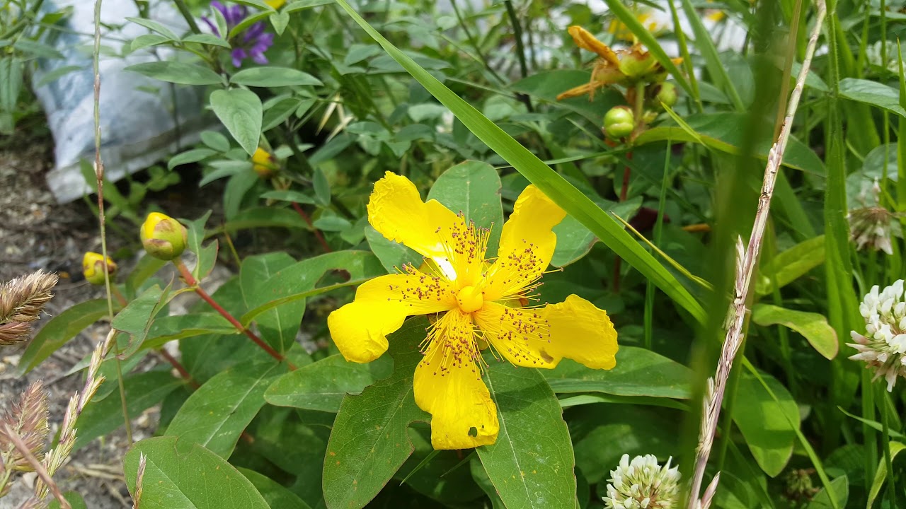 Endemik Bitki Türleri 1. Bölüm / Turkey's endemic plants