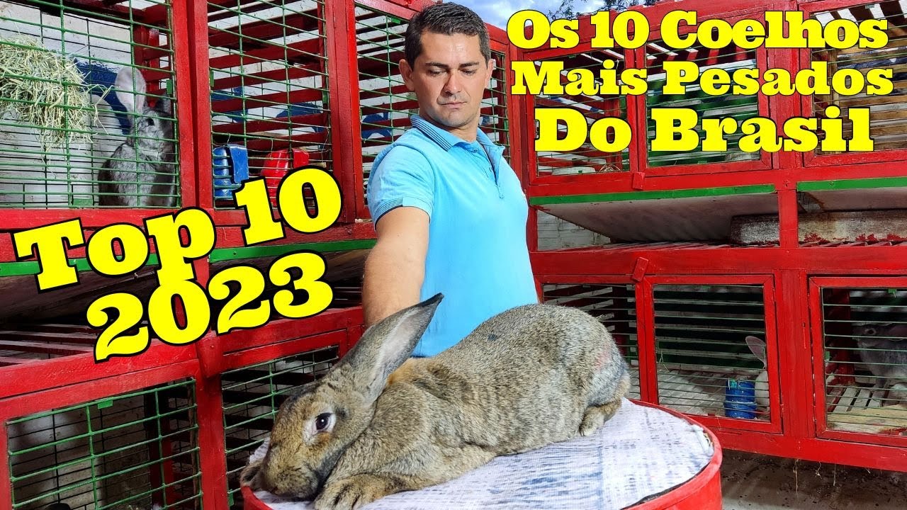 Os Maiores Coelhos Do Brasil
