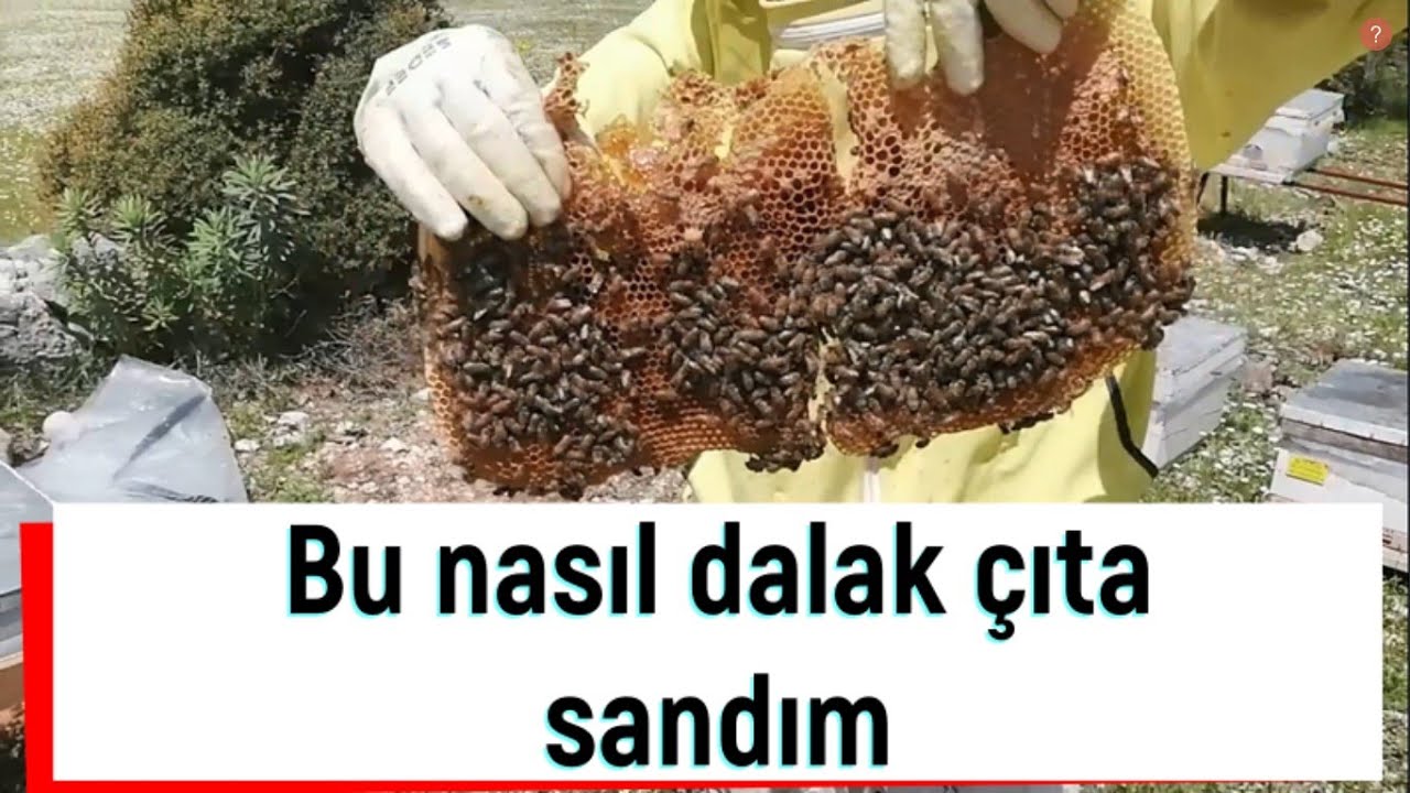 Öyle bir dalak yapmışlar ki çıta sandım!!! Ana arı boyama