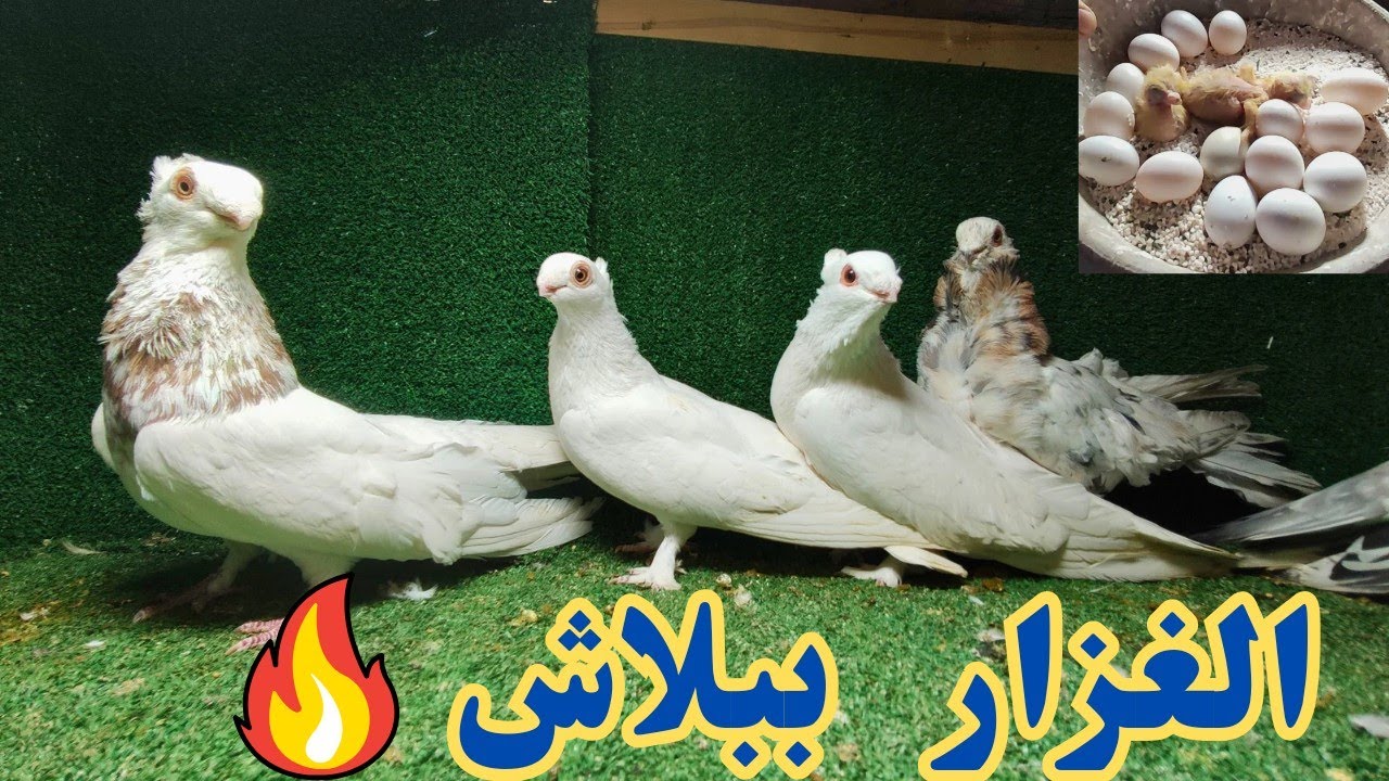 غيه حمام كامله للبيع كل انواع الحمام الغزار ببلاش