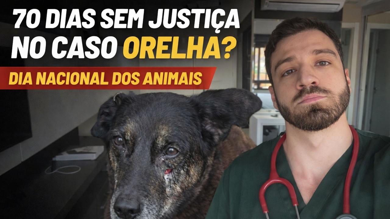 Caso Orelha completa 70 dias sem justiça justamente no dia Nacional dos Animais