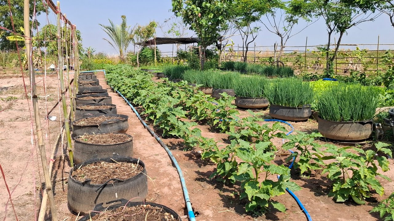 อยากปลูกหอมแบบมืออาชีพง่ายนิดเดียว