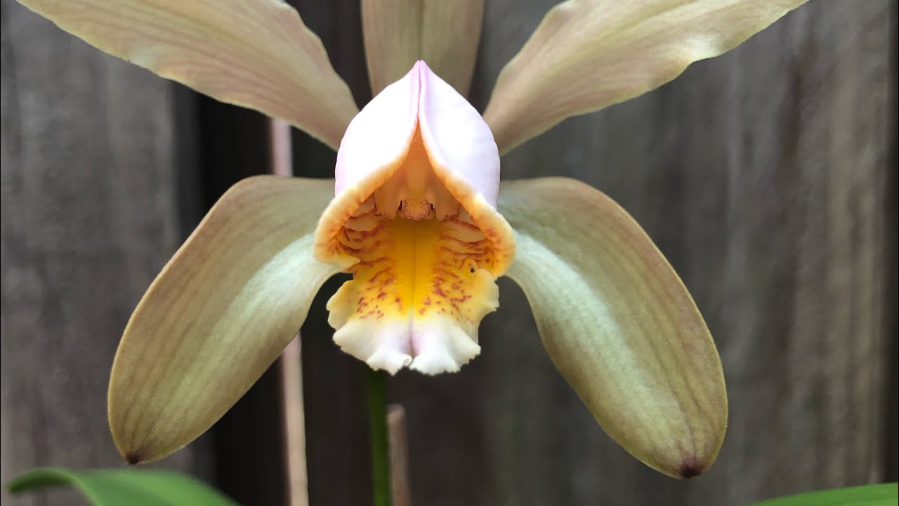 Cattleya forbesii от фласки  до цветения.     Орхидеи из фласки , уход.