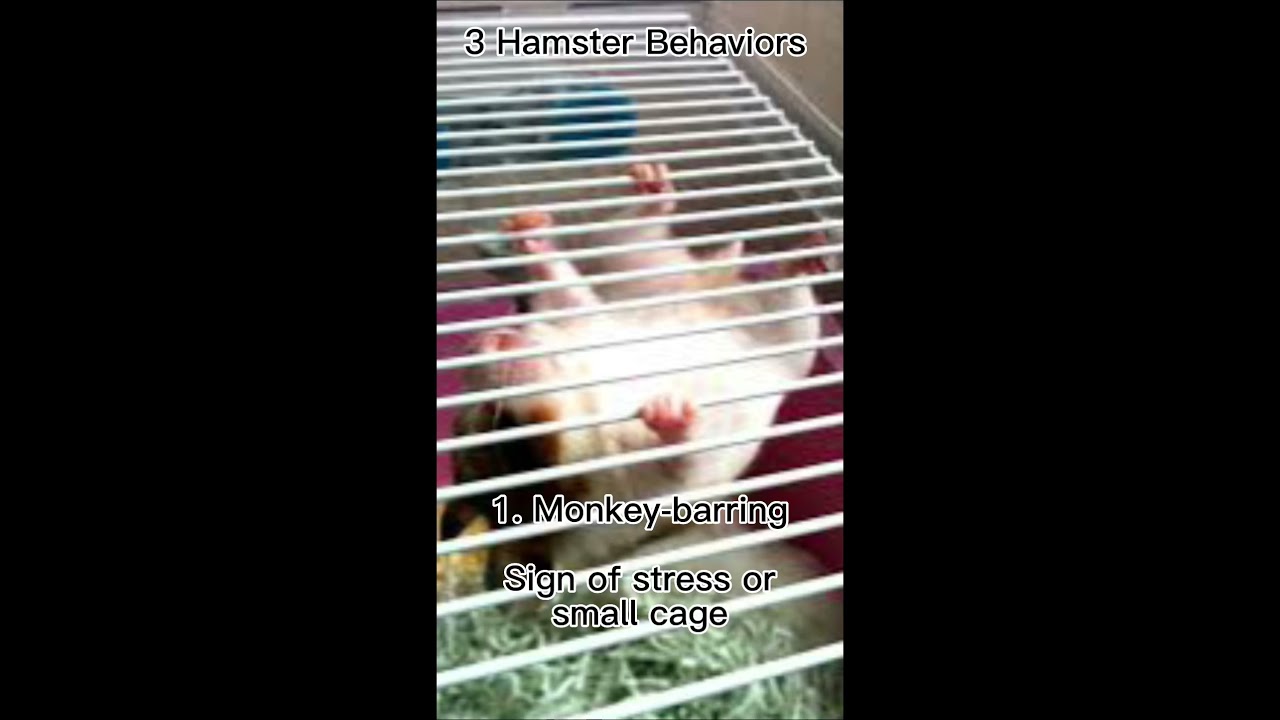 3 Hamster Stress Behaviors and What They Mean 🐹