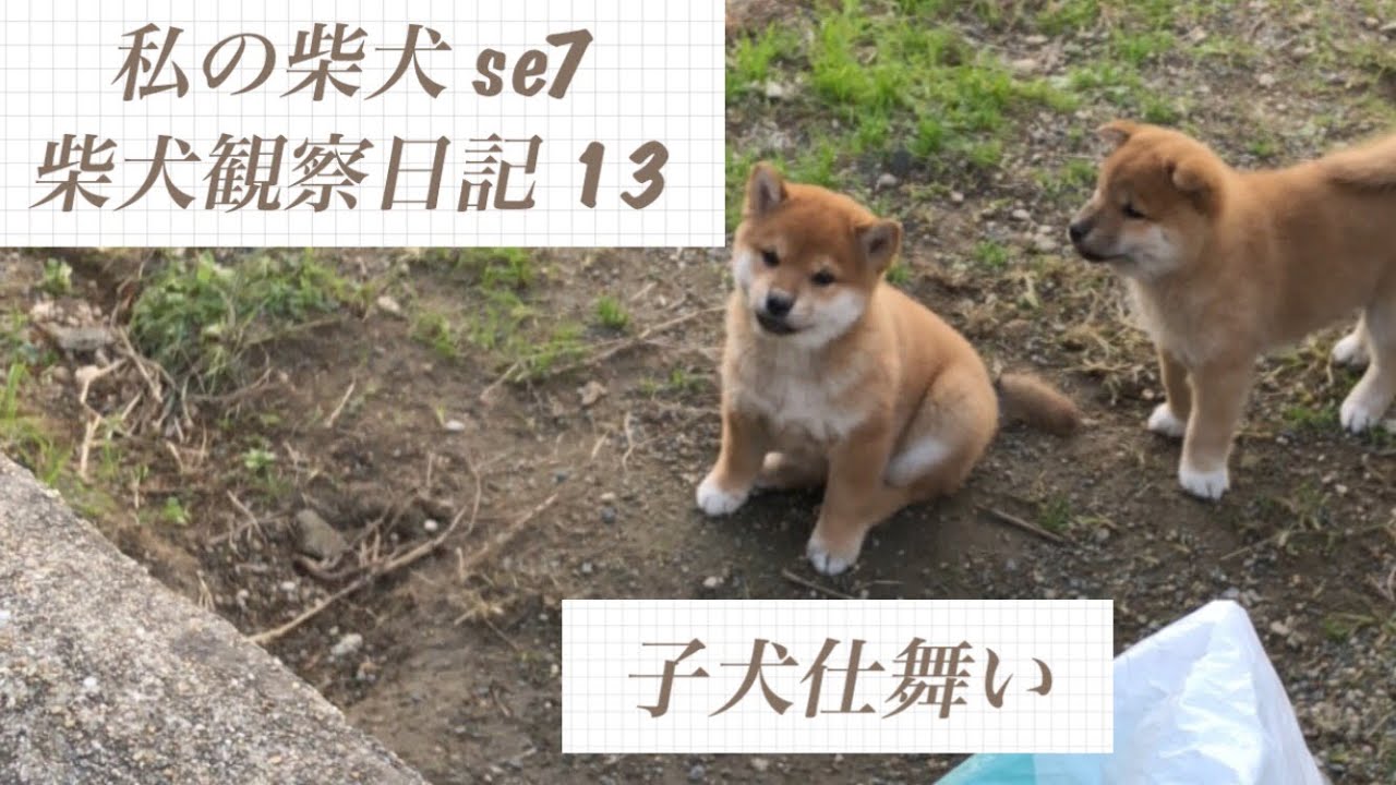 私の柴犬 se7 柴犬 柴犬観察日記 13 子犬仕舞い