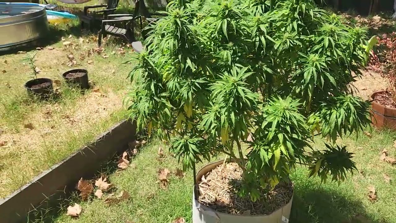 Mid-flower update + autoflower
