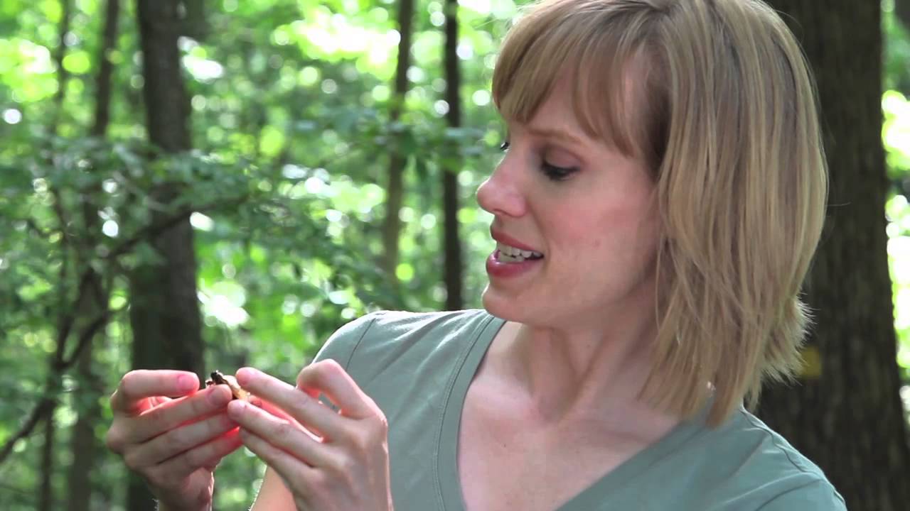 Cicadas -- Tiny Tymbals, Big Sound